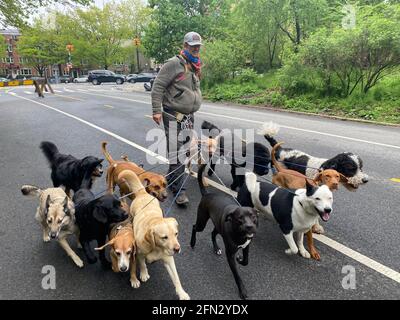 Camminatore professionista con 12 canine in piedi passeggiate sulla strada a Prospect Park, Brooklyn, New York. Foto Stock