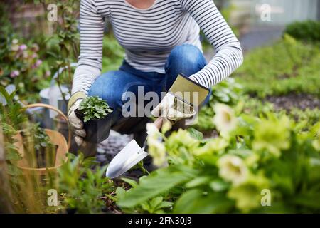 Primo piano di piante di piantagione di Donna matura in Giardino a. Casa Foto Stock