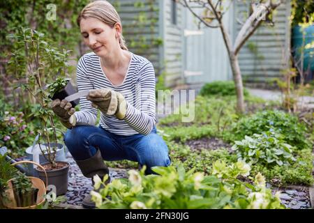 Donna matura piantando piante in Giardino a casa etichetta di lettura Foto Stock