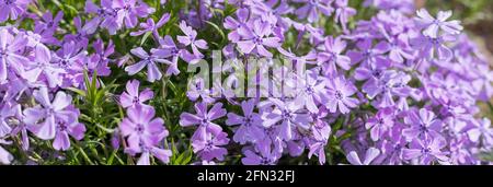 Flox strisciante , noto anche come phlox muschio. Pianta fiorente. Foto Stock