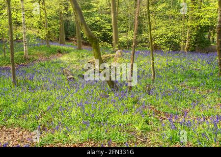 Mostra primaverile di bluebells in Houghall Woods, Durham City, Co. Durham, Inghilterra, UK Foto Stock