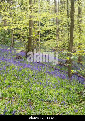 Mostra primaverile di bluebells in Houghall Woods, Durham City, Co. Durham, Inghilterra, UK Foto Stock