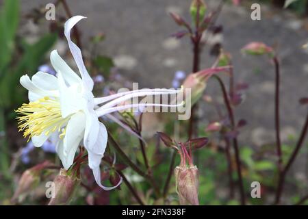 Aquilegia vulgaris ‘Crystal Star’ Columbine / il cofano di Granny Crystal Star - fiore bianco con lunghe punte dritte, maggio, Inghilterra, Regno Unito Foto Stock