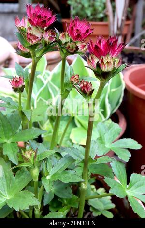 Astrantia Major ‘Claret’ Masterwort Claret – fiori rossi rubino con petali dalla punta nera, foglie verdi lobate fresche, maggio, Inghilterra, Regno Unito Foto Stock