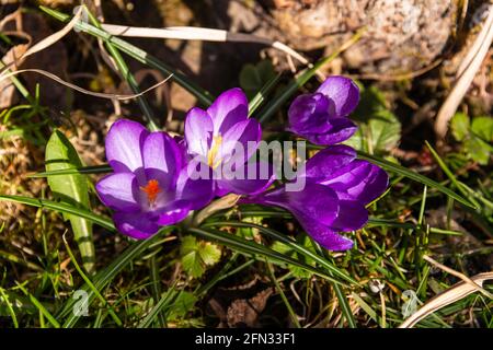 Violetto Croci fiorire in caldo sole di primavera Foto Stock