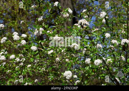 Snowball chiamato anche Viburnum carlesii con forma di crescita sferica e. fiori sferici bianchi Foto Stock