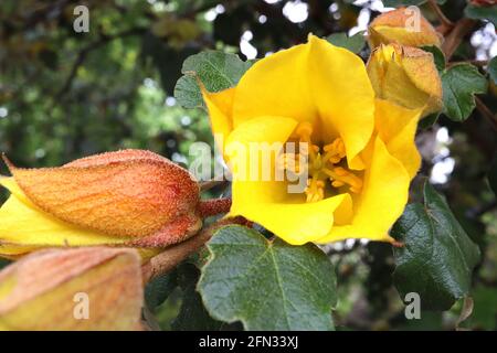 Fremontodendron ‘Pacific Sunset’ Flannel Bush Pacific Sunset – spessi fiori gialli e arancioni rossi (bratti) e foglie lobate di colore verde scuro, maggio, Inghilterra Foto Stock