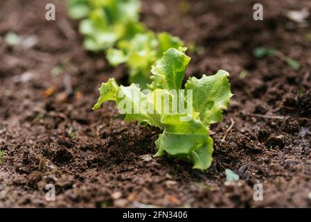 Pianta di lattuga a testa di farfalle "Leny" (Lactuca sativa var.capitata) Foto Stock