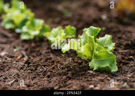 Pianta di lattuga a testa di farfalle "Leny" (Lactuca sativa var.capitata) Foto Stock