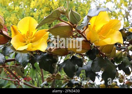 Fremontodendron ‘Pacific Sunset’ Flannel Bush Pacific Sunset – spessi fiori gialli e arancioni rossi (bratti) e foglie lobate di colore verde scuro, maggio, Inghilterra Foto Stock