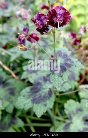 Geranio Phaeum ‘Samobor’ Gru Dusky Bill Samobor – fiori viola di borgogna con centro bianco svasato, foglie verdi lobate fresche e ampio anello nero, Foto Stock