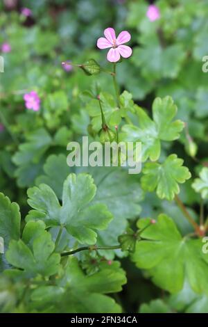 Geranium Lucidum Cranesbill Shining – minuscoli fiori rosa con strisce radiali bianche, foglie lobate palmate lucide, maggio, Inghilterra, Regno Unito Foto Stock