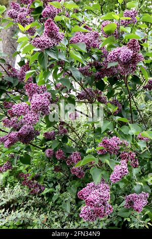 Syringa vulgaris ‘Sensation’ Lilac Sensation – fiori porpora dal bordo bianco in paniclette coniche, maggio, Inghilterra, Regno Unito Foto Stock