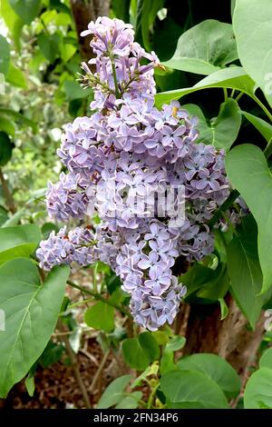 Syringa vulgaris ‘Wedgewood Blue’ lilla comune Wedgewood Blue – fiori blu pallido, maggio, Inghilterra, Regno Unito Foto Stock