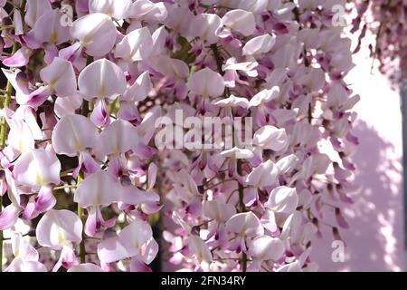 Wisteria floribunda Rosea ‘Hon-beni’ glicine giapponese Hon-beni – fiori bianchi tinta rosa con striscia gialla centrale e punte viola, maggio, Inghilterra, Foto Stock