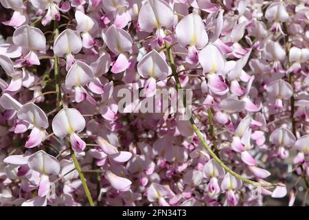 Wisteria floribunda Rosea ‘Hon-beni’ glicine giapponese Hon-beni – fiori bianchi tinta rosa con striscia gialla centrale e punte viola, maggio, Inghilterra, Foto Stock