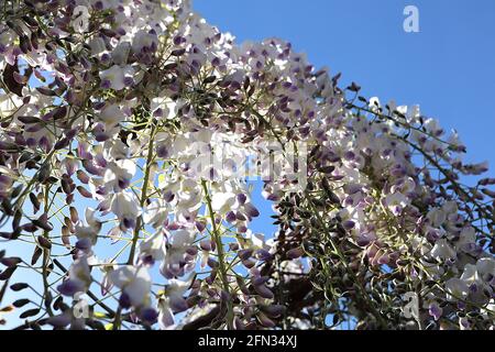 Wisteria floribunda Kimono Wisteria floribunda ‘Bianco con Blue Eye’ fiori bianchi con debole striscia gialla centrale e punte viola, maggio, Inghilterra, Regno Unito Foto Stock