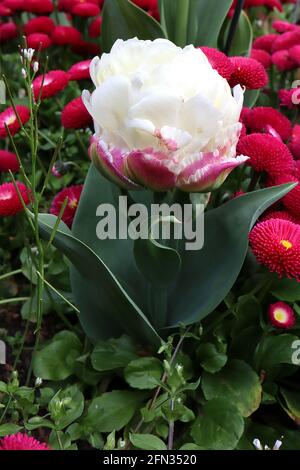 Tulipa ‘Ice Cream’ Double Late 11 Ice Cream Tulip – Peony forma fiori panna doppi pallidi in cima ai petali rosa profondi con striscia centrale verde, maggio, Regno Unito Foto Stock