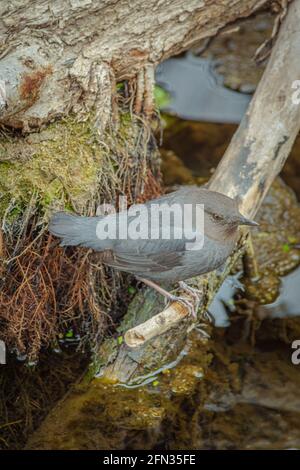 American Dipper o acqua Ouzel (Cinclusis mexicanus) poggia su ramo di albero sopra il torrente poco profondo, Castle Rock Colorado USA. Foto scattata a dicembre. Foto Stock