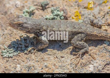 Prairie Lizard (Sceloporus consobrinus) che riposa sulla roccia di copertura del lichen, Gateway Mesa Open Space Park, Castle Rock Colorado USA. Foto scattata a maggio. Foto Stock