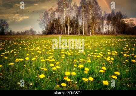 DE - BAVIERA: Primavera nel Moor Loisach vicino Bichl (HDR-Fotografia) Foto Stock