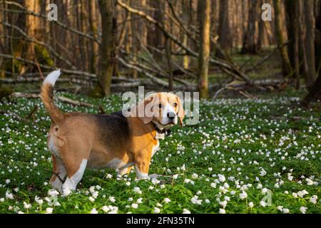 un cane da aquila nella foresta primaverile, circondato da fiori di bosco Foto Stock