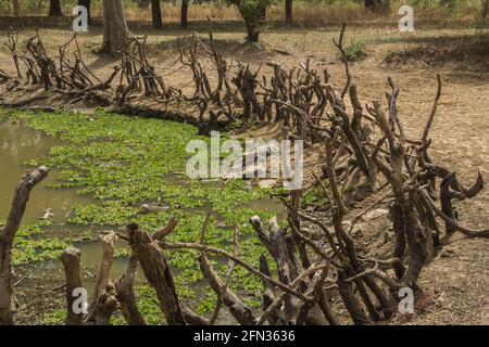 I coccodrilli sacri del villaggio di Amani, Mali Foto Stock