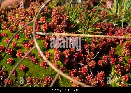 Red Sedum Album Crassulaceae o Stonecrop primo piano nel rockery Foto Stock