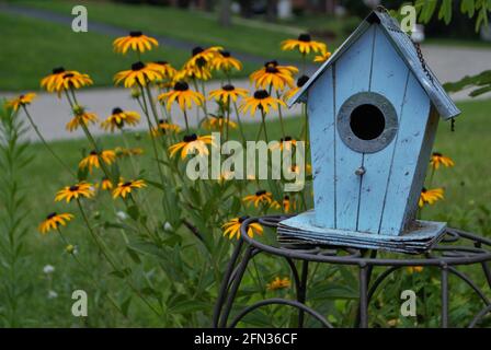 Blu decretivo casa di nascita circondato da fiori Susan occhi neri Foto Stock