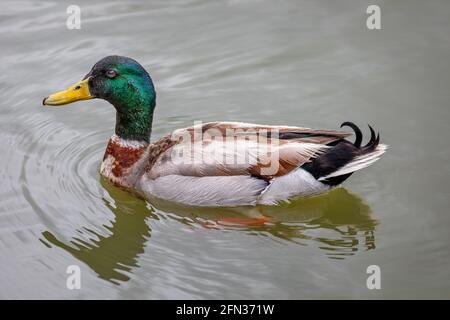 Primo piano di anatra maschile colorata Mallard sull'acqua Foto Stock