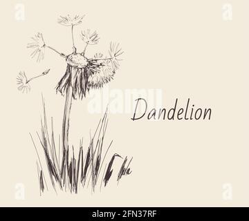 Dente di leone, semi volanti di dente di leone disegnata a mano Illustrazione isolata su sfondo bianco. Illustrazione Vettoriale