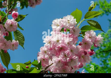 Ramo di fioritura dei ciliegi contro il cielo blu chiaro. Fiore rosa sakura in primavera parco in giornata di sole. Ramoscello di ciliegio giapponese Foto Stock