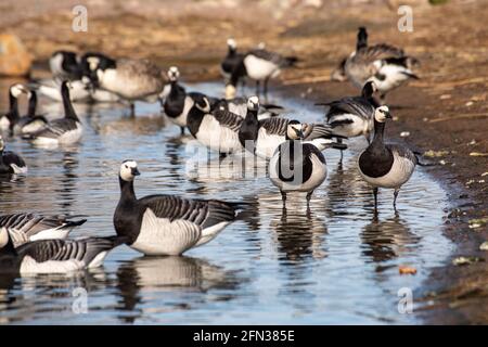 Le oche di Barnacle (leucopsis Branta) nella baia di Töölönlahti a Helsinki, Finlandia Foto Stock