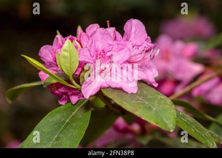 Rododendro – Olga Mezitt fioritura in primavera, ritratto di piante naturali Foto Stock