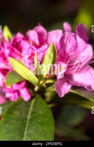 Rododendro – Olga Mezitt in fiore, primo piano ritratto di fiori naturali Foto Stock