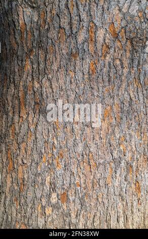 La corteccia di Cedrus libani, il cedro del Libano o cedro libanese. Corteccia struttura e sfondo di un vecchio tronco di abete Foto Stock
