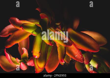 Bellissimo ritratto macro di una pianta Campfire di Crassula Capitella Foto Stock