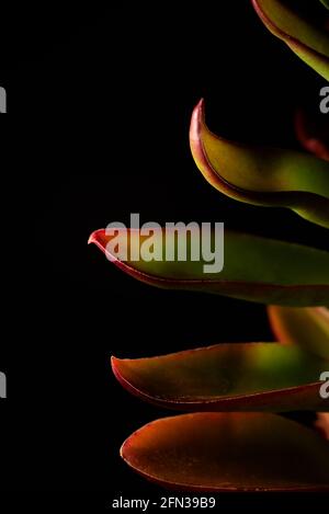 Bellissimo ritratto macro di una pianta Campfire di Crassula Capitella Foto Stock