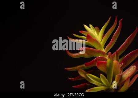 Bellissimo ritratto macro di una pianta Campfire di Crassula Capitella Foto Stock