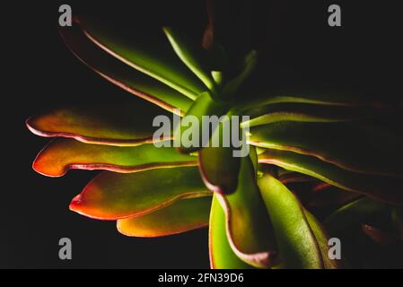 Bellissimo ritratto macro di una pianta Campfire di Crassula Capitella Foto Stock