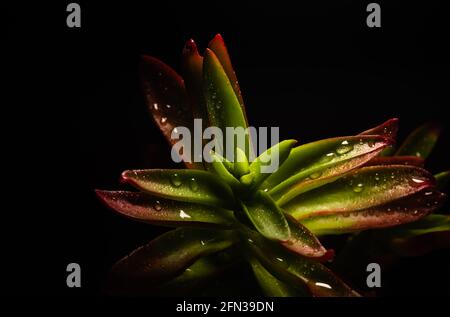 Bellissimo ritratto macro di una pianta Campfire di Crassula Capitella Foto Stock