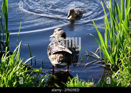 Mallard Duck (Anas platrynchos) e anatroccolo. River Cray, Foots Cray Meadows, Sidcup, Kent. REGNO UNITO Foto Stock