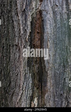 Scimmiete malattia dell'albero di Flux primo piano tronco di acero con malattia del legno umido. Foto Stock