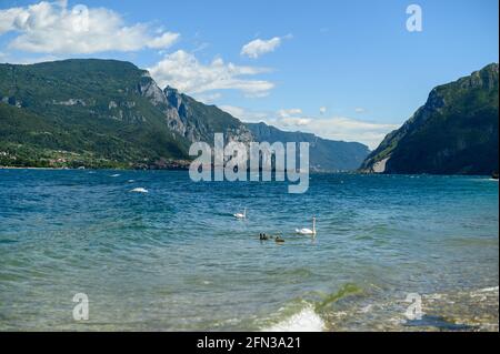 Famiglia di cigni nuotare in lago, montagne e cielo blu in background Foto Stock