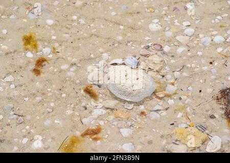 Primo piano immagine di una piscina di marea su uno stato parco spiaggia in Florida Foto Stock