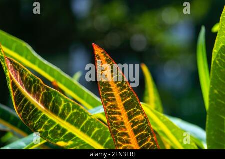 Croton (Codiaeum variegatum), fuoco selezionato, una pianta popolare della casa con molte varietà e foglie piuttosto colorate, sfondo naturale Foto Stock