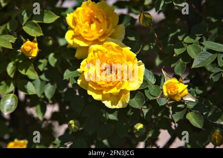 Rose gialle in fiore visto da vicino Foto Stock