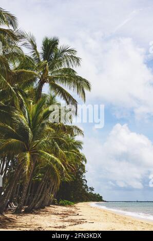 Palme contro un cielo blu punteggiato da soffici nuvole bianche lungo la spiaggia tropicale di Palm Cove nel Queensland Australia. Foto Stock