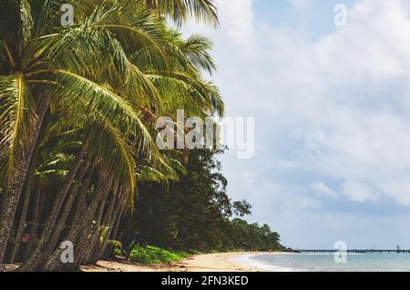 Palme contro un cielo blu e nuvoloso situato lungo la spiaggia tropicale a Palm Cove in Queensland, Australia. Foto Stock