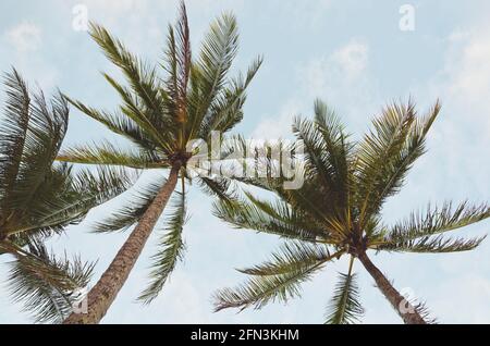 Guardando le palme contro un cielo blu. Palm Cove, Queensland, Australia Foto Stock